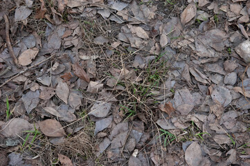 young green grass breaks through fallen autumn leaves