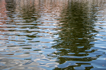 Trees reflection in water with keywords about vegetation and natural landscape