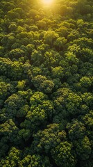 Naklejka premium Forest conservation area, diverse species, sunrise, bird's-eye view, habitat protection, rich greenery, wide-angle lens