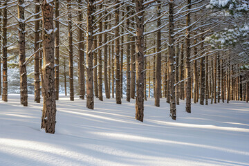 Serene Snowy Forest Landscape with Sunlight Through Trees in Winter Wonderland for Nature Photography, and Winter Scenery Concepts