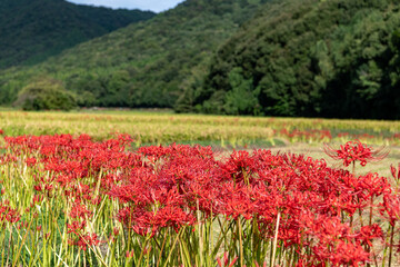 田んぼの畦に咲く彼岸花