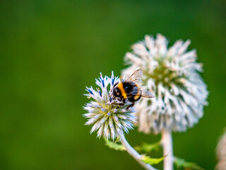Hummel sammelt Nektar auf Silberdisteln © focus finder