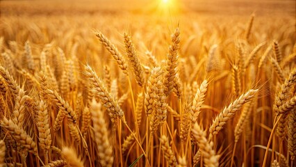 Fototapeta premium Golden wheat field with intricate textures and patterns, wheat, field, golden, agriculture, farm, harvest, rural, landscape