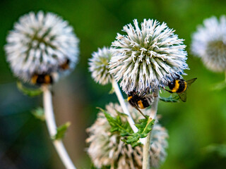 Hummel sammelt Nektar auf Silberdisteln © focus finder