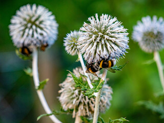 Hummel sammelt Nektar auf Silberdisteln © focus finder