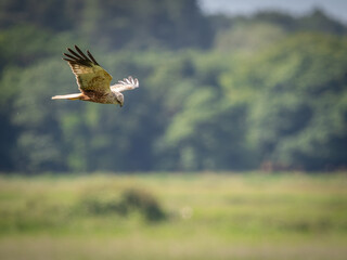 Male UK Marsh Harrier hunting over grassland