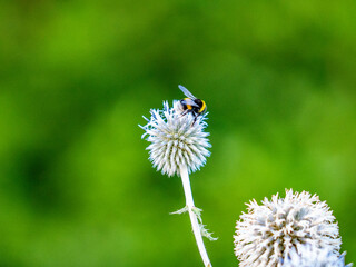 Hummel sammelt Nektar auf Silberdisteln © focus finder