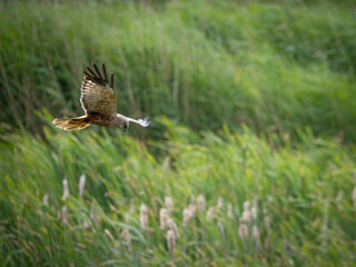 Male UK Marsh Harrier hunting over grassland