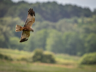 Male UK Marsh Harrier hunting over grassland