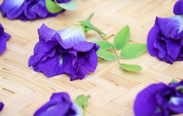 clitoria ternated purple flowers on leafy branches In a woven wooden tray together with many other...