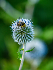 Hummel sammelt Nektar auf Silberdisteln