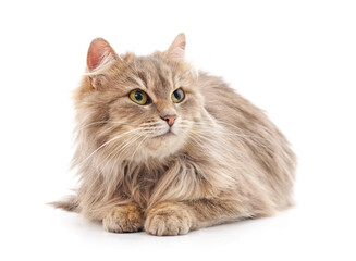 Obraz premium Gray beautiful cat.