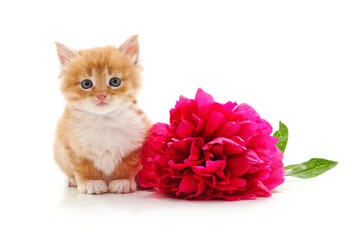 Kitten and red peony.