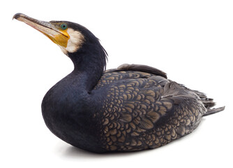 One black cormorant.