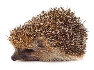 One little hedgehog.