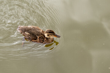 A duckling is swimming in a pond. The water is murky and the duckling is surrounded by a lot of debris
