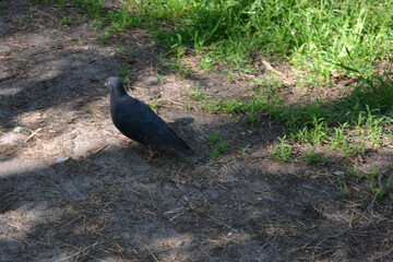 A dark blue pigeon walks along a trampled sand path in the forest.