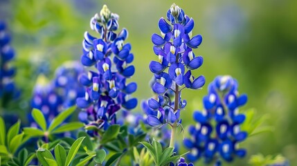 A captivating field filled with blooming Texas bluebonnets accompanied by lush green foliage, capturing the essence of spring and the beauty of nature.