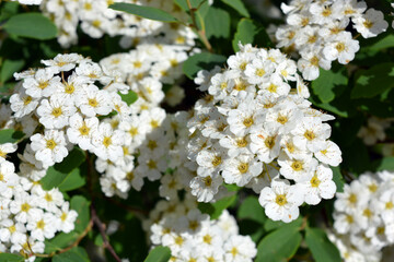 Festive flowering bushes of Spiraea alba, meadowsweet, white meadowsweet, narrowleaf meadowsweet, pale bridewort, or pipestem, with white and bright small flowers against a background of green leaves.