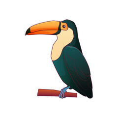 Vector illustration of tropical toucan bird isolated on white background. Ramphastos bird