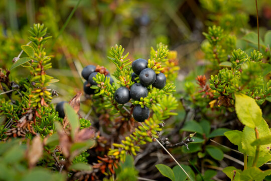 Close up of black crowberry plants with ripe berries (Empetrum nigrum)