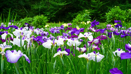 Fototapeta premium 池田池公園の菖蒲園