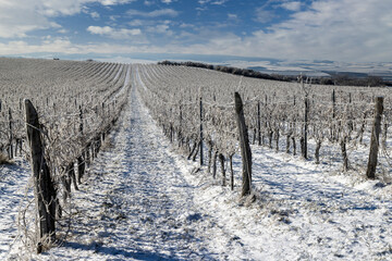 Winter vineyard near Mikulov, Palava region, Southern Moravia, Czech Republic