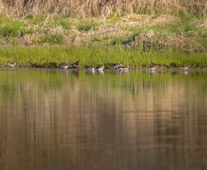 Common Greenshank (Tringa nebularia), Dehtar pond, Southern Bohemia, Czech Republic
