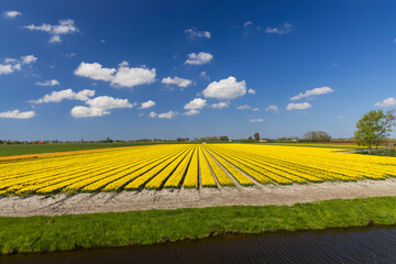 Field of tulips near Alkmaar, The Netherlands