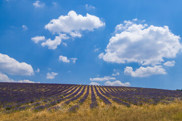 Lavender field near Montbrun les Bains and Sault, Provence, France