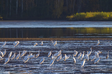 White heron, (Ardea alba, Egretta alba), autumn landscape in Trebonsko region, Southern Bohemia,...