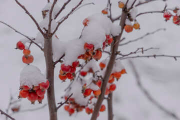Rosehip berries covered under snow
