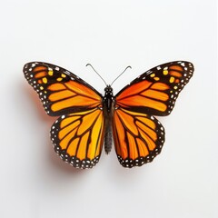 Fototapeta premium 3D Illustration of a Monarch Butterfly on White Background