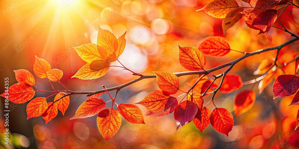 Canvas Prints Close-up of vibrant red and orange leaves on a tree branch with soft sunlight filtering through, autumn, fall, foliage