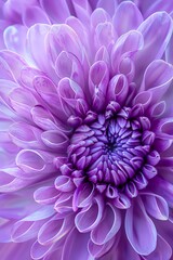 Obraz premium A purple flower in full bloom.