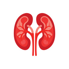 Kidney icon vector. Human kidney vector icon.