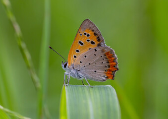 Mariposa , borbotea!!