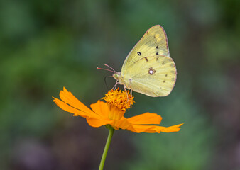 Mariposa posando en flor!!