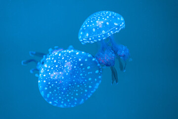Two jellyfish drift gracefully in the blue ocean, showcasing their translucent bodies with dotted...