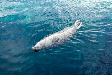 A serene image of a seal floating effortlessly in clear blue water. The calm marine environment highlights the seal relaxed posture and the pristine, undisturbed water surface.