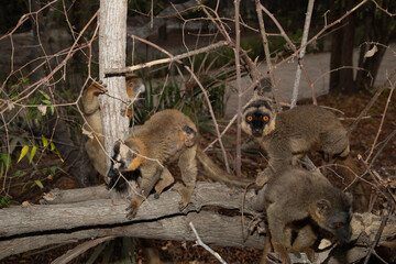 brown lemur (Eulemur fulvus) in Lemur Park, Madagascar