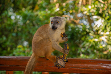 Red lemur (Eulemur Coronatus), endemic animal