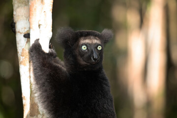 Lemur Indri indri, babakoto largest lemur from Madagascar
