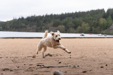Light colored Labradoodle running on the beach