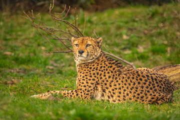 cheetah resting on green grass, very close eye contact.