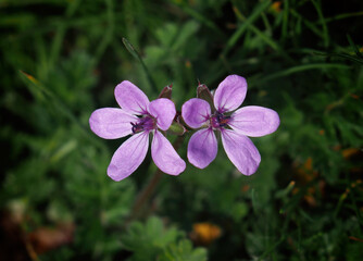 Erodium cicutarium, also known as Geranium cicutarium, redstem filaree, redstem stork's bill or pinweed