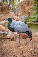 A grey heron poses on rocky ground, displaying its striking plumage and poised stance. The natural surroundings and serene environment highlight the bird majestic presence.