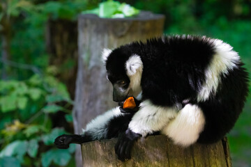 Black and white Ruffed Lemur closeup