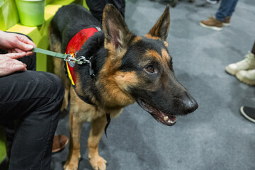 Brown and yellow German Shepherd Dog Close Up Portrait.