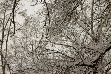 Winter landscape with snow-covered branches of trees in the forest.